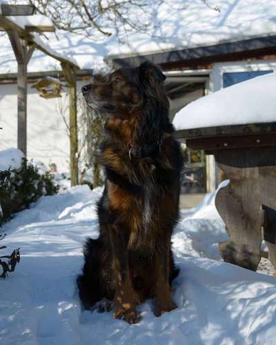 Dogorama Photo Challenge - Es wird nochmal kalt!-Beitrag-Bild