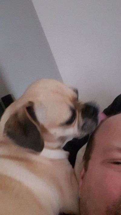 Hundeverhalten-Beitrag-Bild