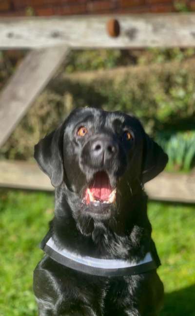 Dogorama Photo Challenge - lustigste Grimasse-Beitrag-Bild