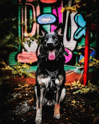 Mischlingshunde Foto Aufruf-Beitrag-Bild