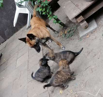 Welpen Bilder !-Beitrag-Bild