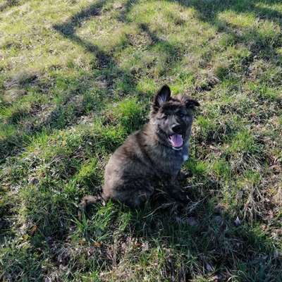 Welpen Bilder !-Beitrag-Bild