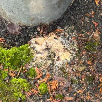 Giftköder-Weißes Pulver-Bild