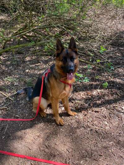 Hundetreffen-Lernspaziergänge an der Leine. Training-Bild