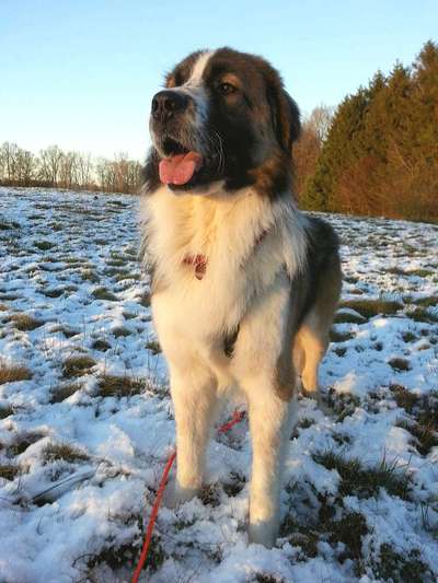 Wo habt ihr eure Hunde her ?-Beitrag-Bild