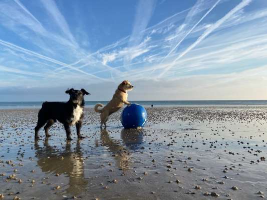 Die Dogorama Kalender Challenge Titelbild-Beitrag-Bild