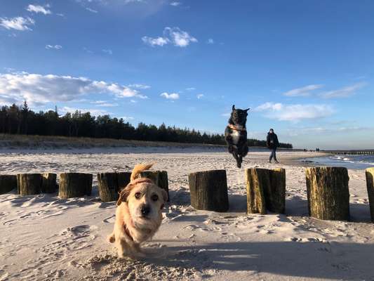 Fotochallenge 66 ~ Rennaction -Zeig deinen Hund im Lauf-Beitrag-Bild