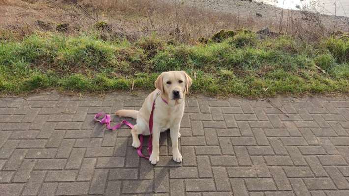 Labradorfans-Beitrag-Bild