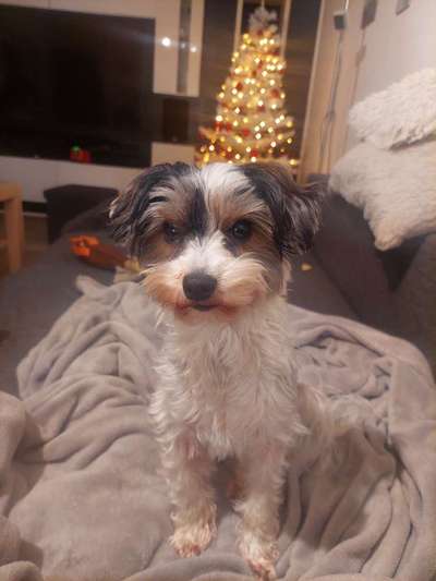 aktuelles Foto Gruppe Biewer Yorkshire Terrier