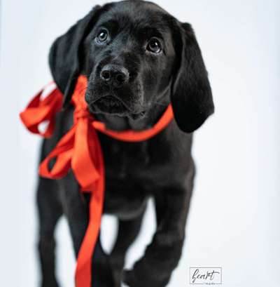 Labradorfans-Beitrag-Bild