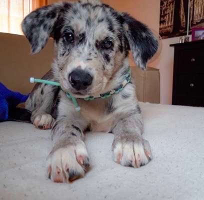 Welpen Bilder !-Beitrag-Bild