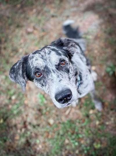 Hund/Welpen finden wo/wie-Beitrag-Bild