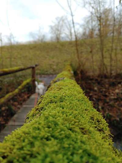 Die wunderschöne Welt mit Hund.-Beitrag-Bild