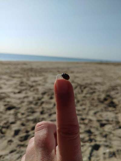 Die wunderschöne Welt mit Hund.-Beitrag-Bild