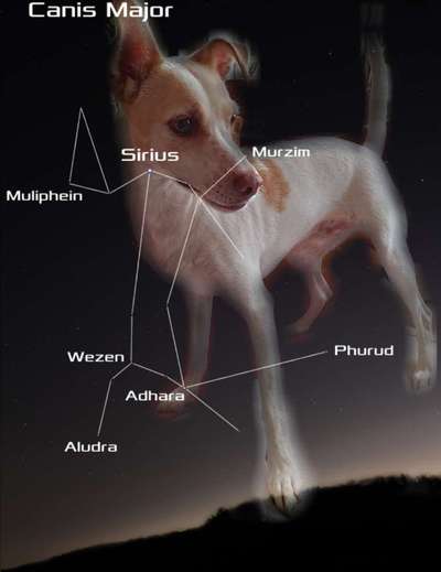 Photomontagen mit Hund-Beitrag-Bild