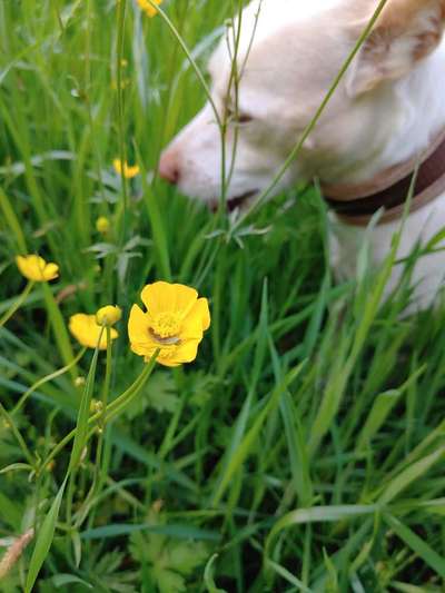 Hund und Natur-Beitrag-Bild