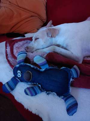 Kuscheltiere für den Hund-Beitrag-Bild