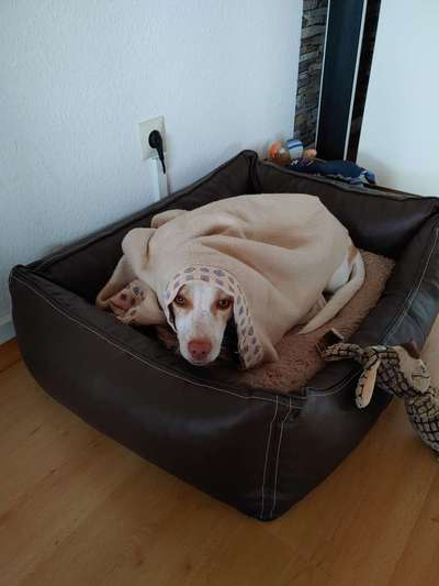 Podencomischling oder Podenco-Beitrag-Bild