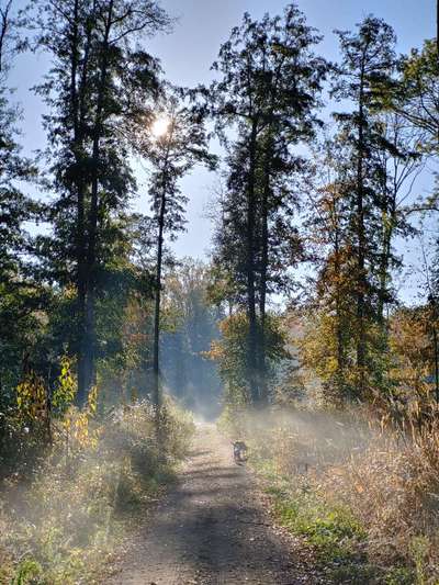 Die wunderschöne Welt mit Hund.-Beitrag-Bild