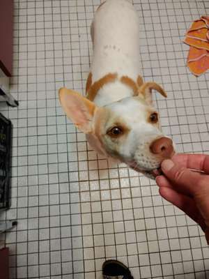 Heute gibt es.....der "ich mach die Leckerlis-Selber-Thread"-Beitrag-Bild