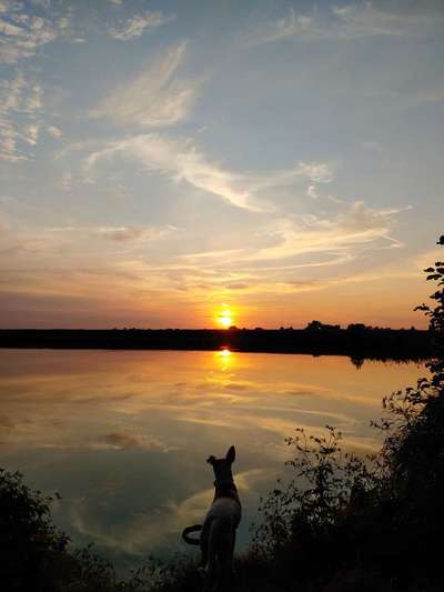 Dogorama-Monats-Challenge-Mai "Wasser"-Beitrag-Bild