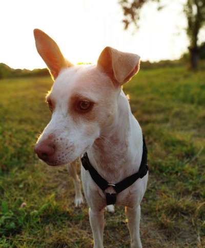 Dein Hund im Dogorama-Kalender 2021-Beitrag-Bild