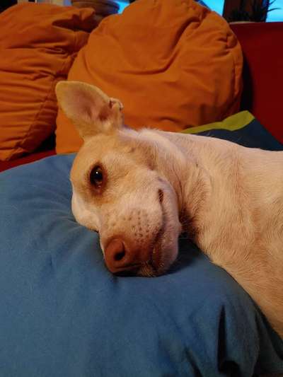 vorsicht, wir werden dominiert und manipuliert von unseren Hunden-Beitrag-Bild