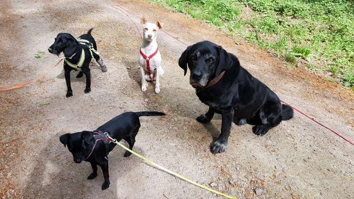 Hund und Beruf-Beitrag-Bild