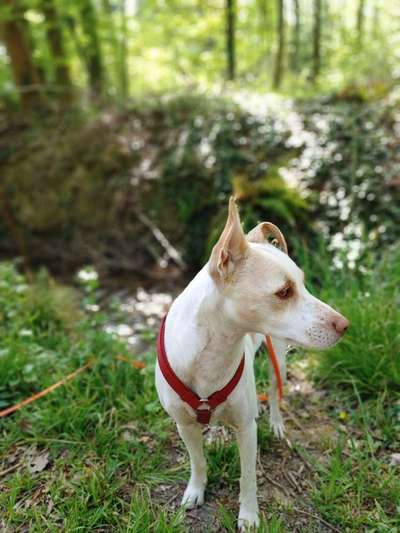 Dein Hund im Dogorama-Kalender 2021-Beitrag-Bild