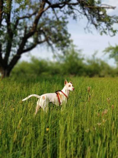 Dein Hund im Dogorama-Kalender 2021-Beitrag-Bild