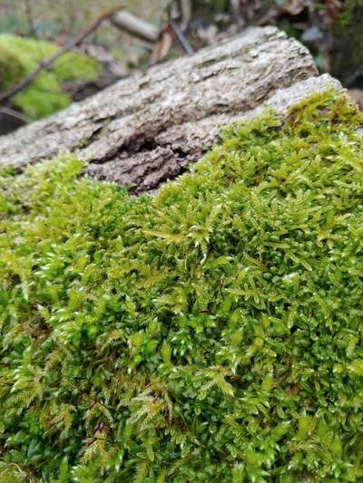 Die wunderschöne Welt mit Hund.-Beitrag-Bild