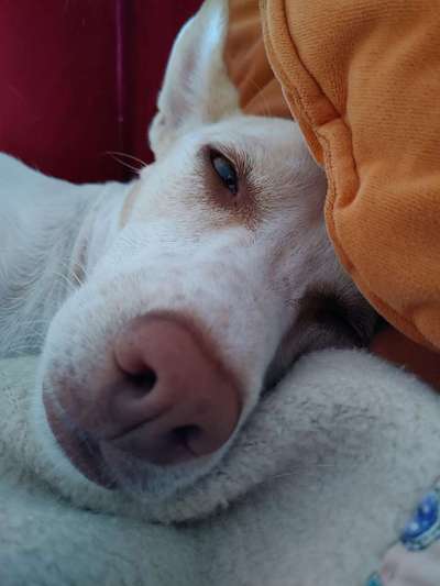 Zeigt mir die tollste Nahaufnahme von eurer Fellnase-Beitrag-Bild