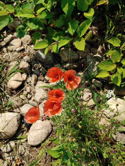 Die wunderschöne Welt mit Hund.-Beitrag-Bild
