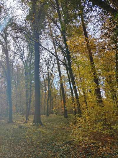 Die wunderschöne Welt mit Hund.-Beitrag-Bild