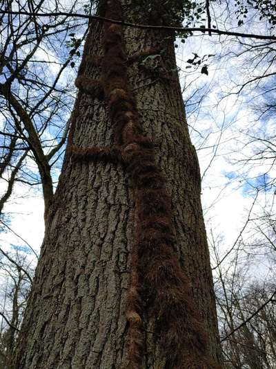 Die wunderschöne Welt mit Hund.-Beitrag-Bild