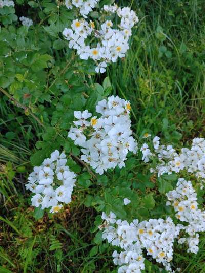 Die wunderschöne Welt mit Hund.-Beitrag-Bild