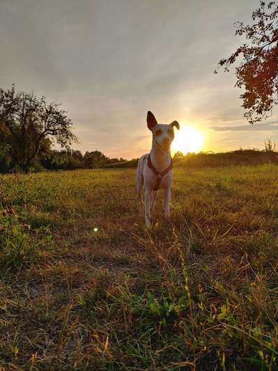 Dein Hund im Dogorama-Kalender 2021-Beitrag-Bild
