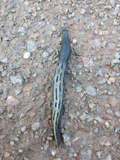 Die wunderschöne Welt mit Hund.-Beitrag-Bild