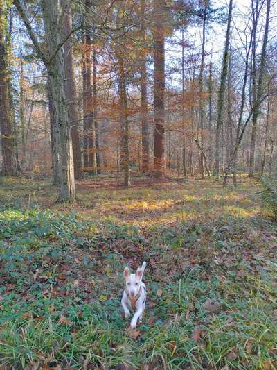 Podencomischling oder Podenco-Beitrag-Bild