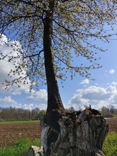 Die wunderschöne Welt mit Hund.-Beitrag-Bild