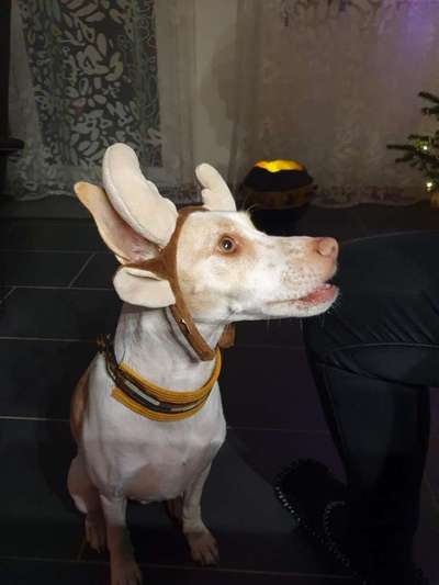 Fotochallange nr. 106
Der geschmückte Hund.-Beitrag-Bild