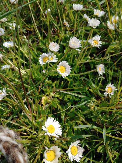 Die wunderschöne Welt mit Hund.-Beitrag-Bild