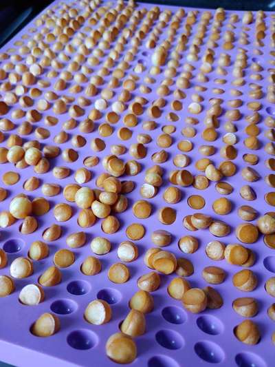 Heute gibt es.....der "ich mach die Leckerlis-Selber-Thread"-Beitrag-Bild