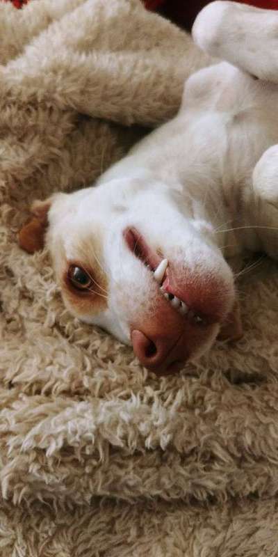 Dein Hund im Dogorama-Kalender 2021-Beitrag-Bild