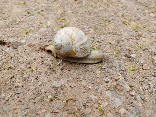 Die wunderschöne Welt mit Hund.-Beitrag-Bild