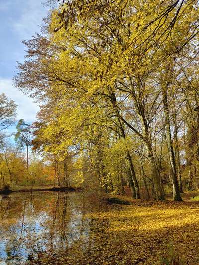 Die wunderschöne Welt mit Hund.-Beitrag-Bild