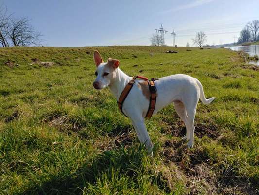 Windhunde - Treffen der besonderen Schönheiten
HERZLICH WILLKOMMEN-Beitrag-Bild