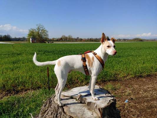 Die wunderschöne Welt mit Hund.-Beitrag-Bild