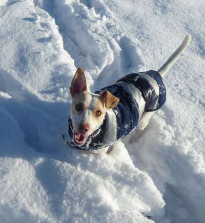 Die Dogorama Kalender Challenge Teil 2/4-Beitrag-Bild