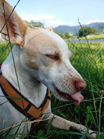 Fotochallenge Nr. 59 - Mein Hund zeigt die Zunge-Beitrag-Bild